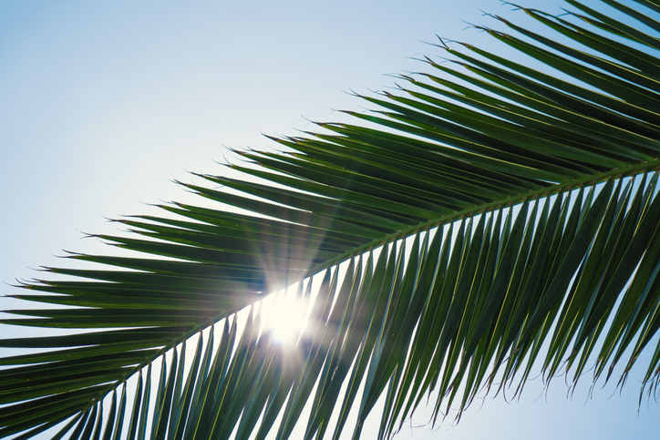 World Wide International Shipping of Palm Trees