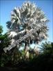 Click The Description About This Palm Tree For More Information