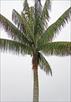 Click Here To View This Palm Tree Item Picture Full Size - Palm Trees In Houston Texas