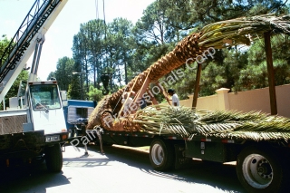 Medjool Date Palm Tree Moved With Crane In Houston, Texas