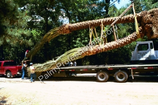 Largest Phoenix Dactylifera Medjool Date Palm Tree Being Installed In Houston Texas