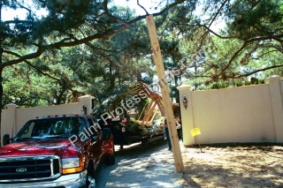 Professional Medjool Date Palm Tree Delivery and Installation By Experts In Houston, Texas
