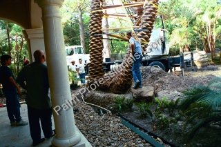 Phoenix Dactylifera Medjool Palm Tree Being Installed With Crane In Houston, Texas