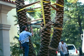 Medjool Date Palm Tree Being Installed By Specialists In Houston, Texas