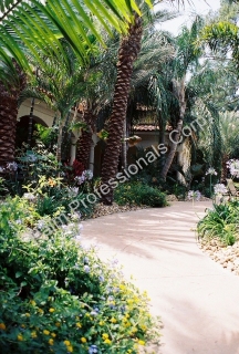 Medjool Date Palm Trees Installed In Houston, Texas - Recreational Swimming Pool Area