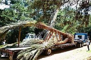 Largest Medjool Date Palm Tree Delivered Across United States Into Houston, Texas