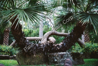 Rare Palm Trees - Curved Palm Trees For Sale