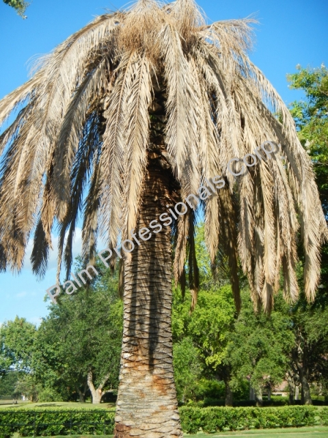 Big Texas Canary Island Date Palm Dying