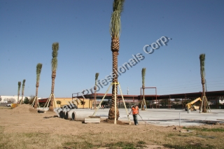 Commercial - Wholesale Medjool Date Palm Installation - Phoenix Dactyliferas