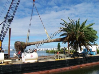 Hire A Palm Tree Specialist For Difficult Palm Tree Installations